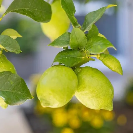 Apartment Panormos Luxury House