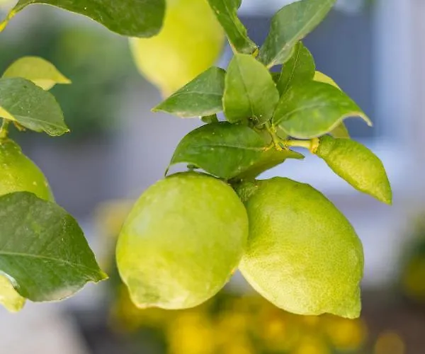 דירה Panormos Luxury House